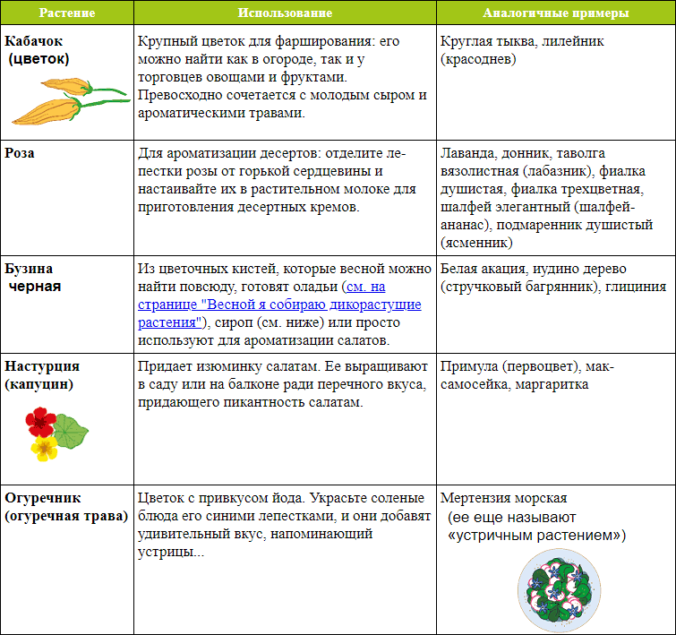 Мой блокнот. Сила растений