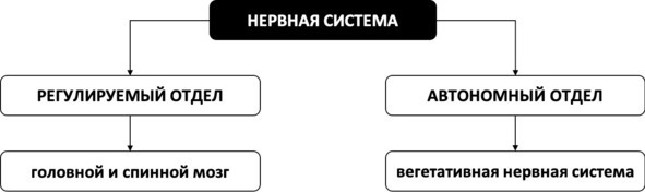 Без невроза. Как перестать паниковать и беспокоиться и научиться думать и действовать по-новому