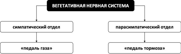 Без невроза. Как перестать паниковать и беспокоиться и научиться думать и действовать по-новому