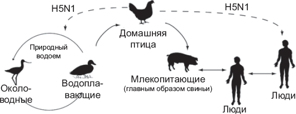 Выжить в пандемию