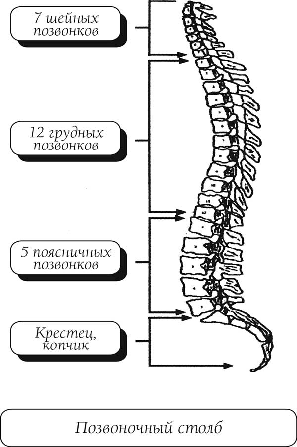 О чем говорит боль