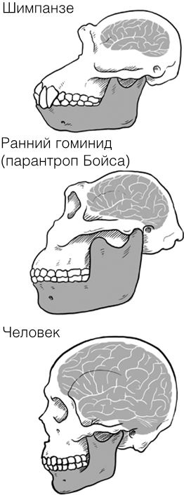 Челюсти. Научное исследование о взаимосвязи между зубами, мозгом и кишечником + 40-дневный план питания, который поможет вернуть в норму здоровье ротовой полости и сформировать иммунитет к кариесу