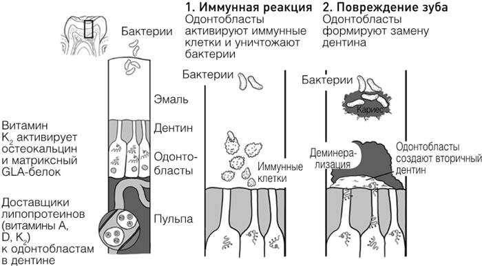 Челюсти. Научное исследование о взаимосвязи между зубами, мозгом и кишечником + 40-дневный план питания, который поможет вернуть в норму здоровье ротовой полости и сформировать иммунитет к кариесу