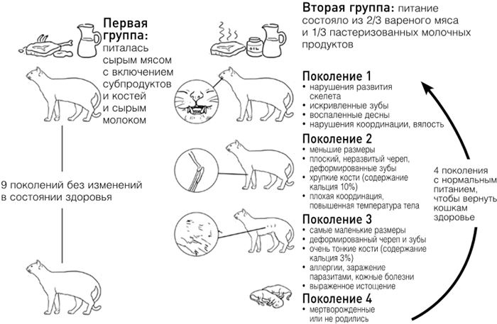 Челюсти. Научное исследование о взаимосвязи между зубами, мозгом и кишечником + 40-дневный план питания, который поможет вернуть в норму здоровье ротовой полости и сформировать иммунитет к кариесу