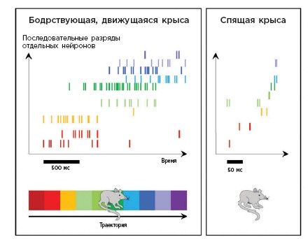 Как мы учимся. Почему мозг учится лучше, чем любая машина… пока