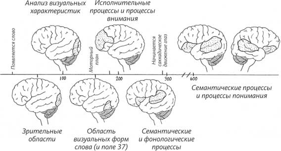 Пруст и кальмар. Нейробиология чтения