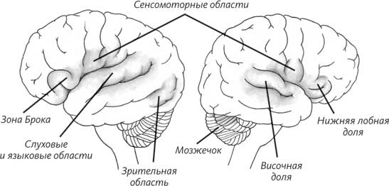 Пруст и кальмар. Нейробиология чтения