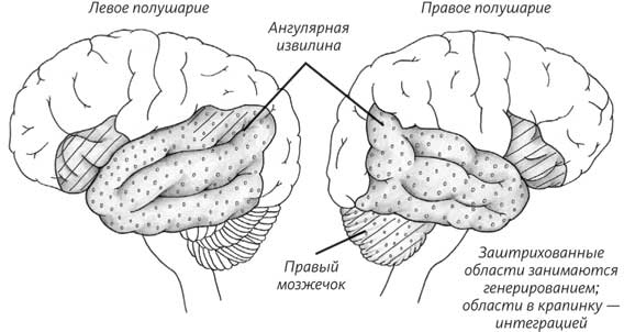 Пруст и кальмар. Нейробиология чтения