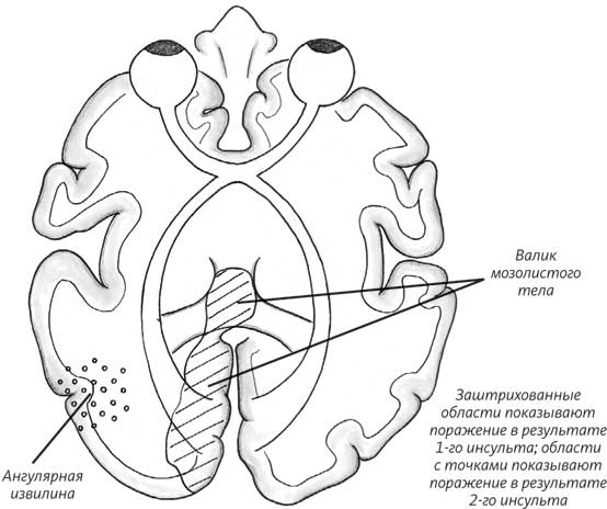 Пруст и кальмар. Нейробиология чтения