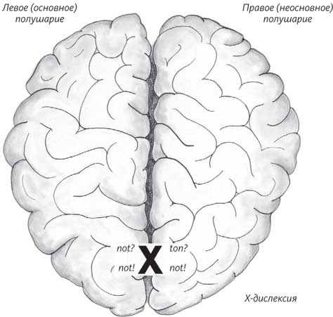 Пруст и кальмар. Нейробиология чтения