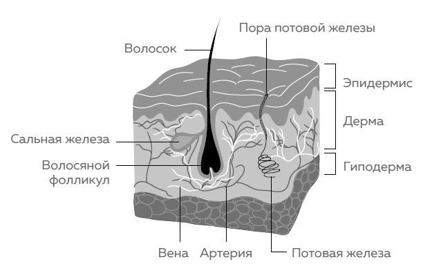 Кожа. Как у тебя дела?