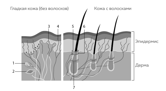 Кожа. Как у тебя дела?