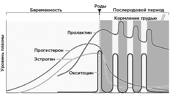 Совесть. Происхождение нравственной интуиции