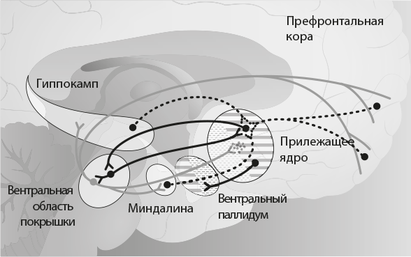 Совесть. Происхождение нравственной интуиции