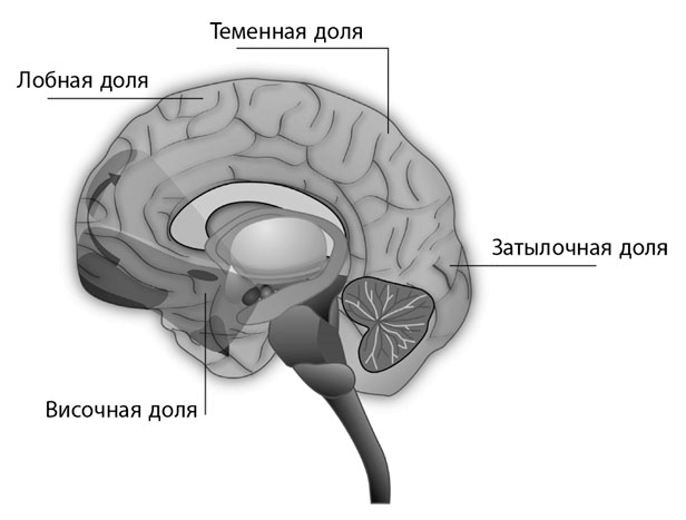 Коучинг мозга. Как мы можем использовать знания о мозге, чтобы помочь себе развиваться