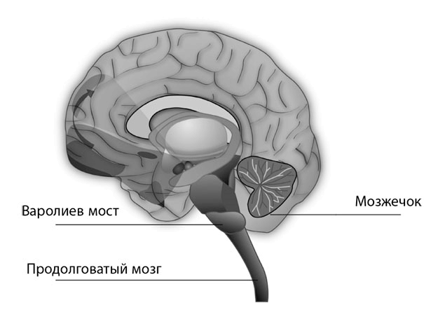 Коучинг мозга. Как мы можем использовать знания о мозге, чтобы помочь себе развиваться