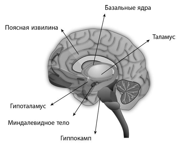 Коучинг мозга. Как мы можем использовать знания о мозге, чтобы помочь себе развиваться