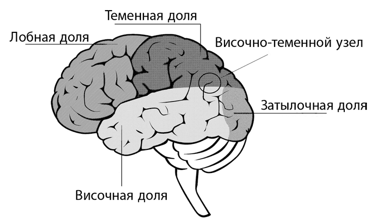 Коучинг мозга. Как мы можем использовать знания о мозге, чтобы помочь себе развиваться