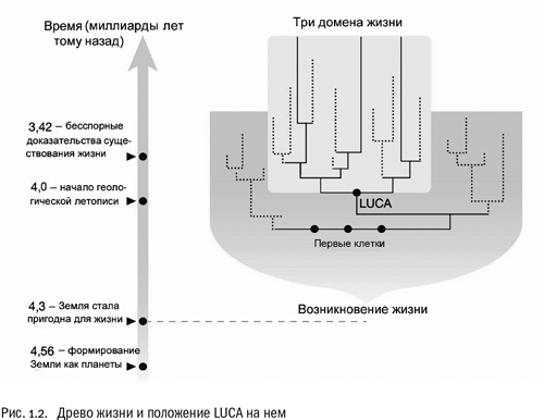 Евангелие от LUCA. В поисках родословной животного мира