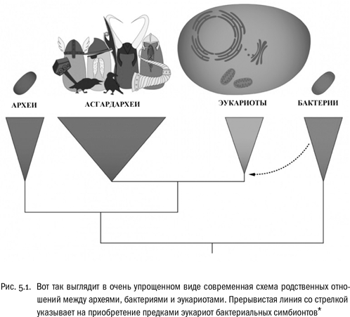 Евангелие от LUCA. В поисках родословной животного мира