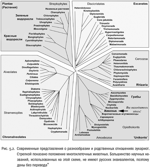 Евангелие от LUCA. В поисках родословной животного мира