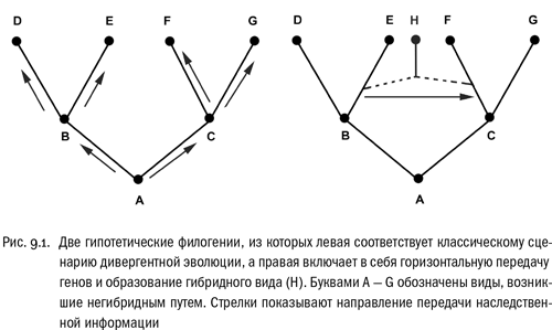 Евангелие от LUCA. В поисках родословной животного мира