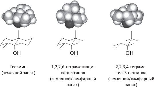 Обоняние. Увлекательное погружение в науку о запахах