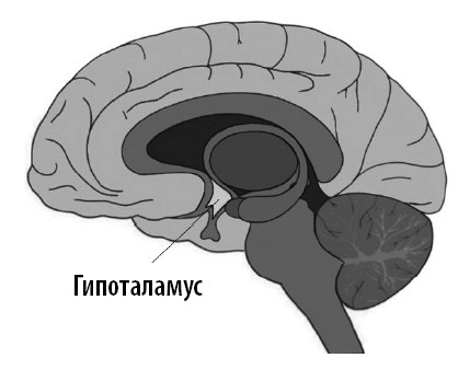 Ваш мозг. Что нейронаука знает о мозге и его причудах