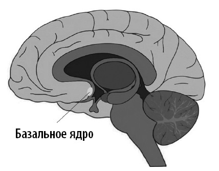 Ваш мозг. Что нейронаука знает о мозге и его причудах