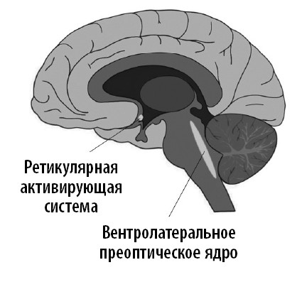 Ваш мозг. Что нейронаука знает о мозге и его причудах