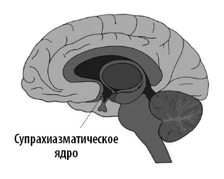 Ваш мозг. Что нейронаука знает о мозге и его причудах