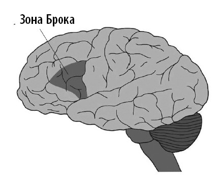 Ваш мозг. Что нейронаука знает о мозге и его причудах