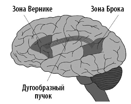 Ваш мозг. Что нейронаука знает о мозге и его причудах