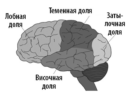 Ваш мозг. Что нейронаука знает о мозге и его причудах