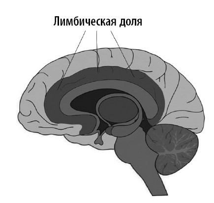 Ваш мозг. Что нейронаука знает о мозге и его причудах