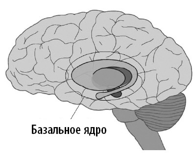 Ваш мозг. Что нейронаука знает о мозге и его причудах