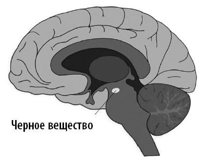 Ваш мозг. Что нейронаука знает о мозге и его причудах