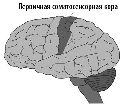 Ваш мозг. Что нейронаука знает о мозге и его причудах