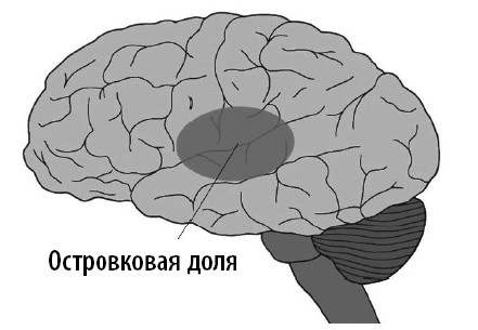 Ваш мозг. Что нейронаука знает о мозге и его причудах