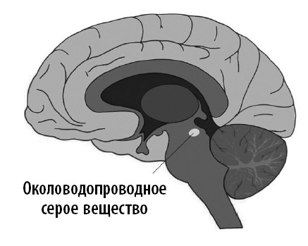 Ваш мозг. Что нейронаука знает о мозге и его причудах