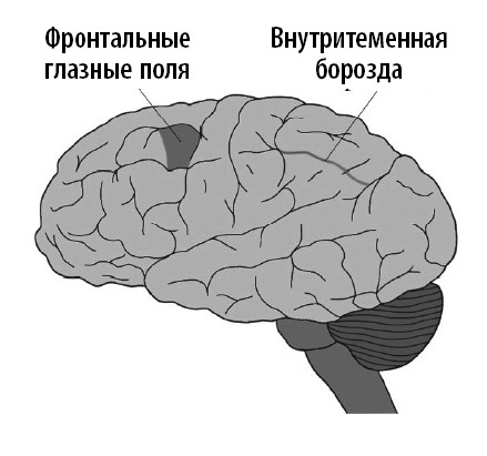 Ваш мозг. Что нейронаука знает о мозге и его причудах