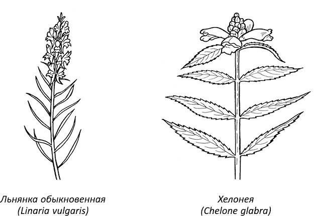 Полная книга ведьмовства. Классический курс Викки