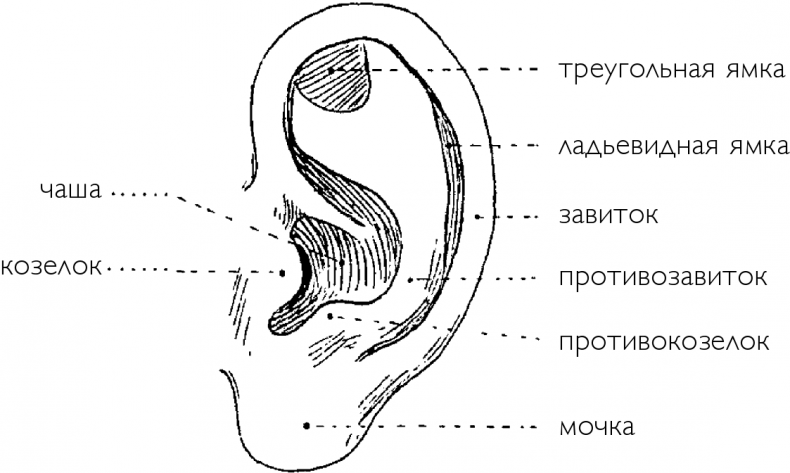 Чуткое ухо. Что может рассказать о вашем здоровье ушная раковина