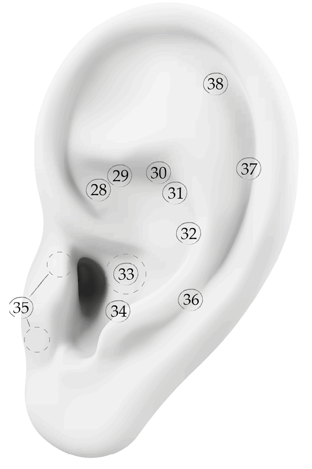 Чуткое ухо. Что может рассказать о вашем здоровье ушная раковина