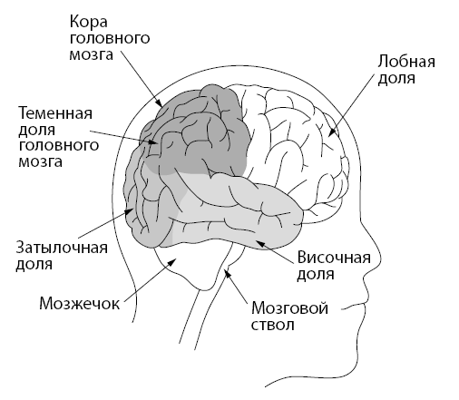 Источник. Как перестроить работу мозга, чтобы достичь жизни мечты