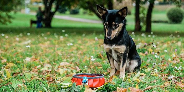 Хорошая собака плохой породы не бывает