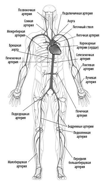 Взламывая анатомию