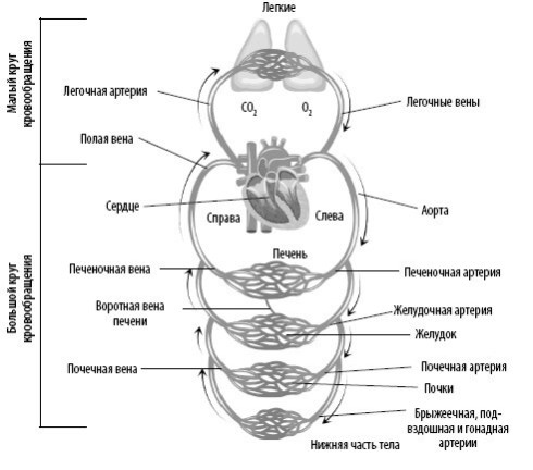 Взламывая анатомию