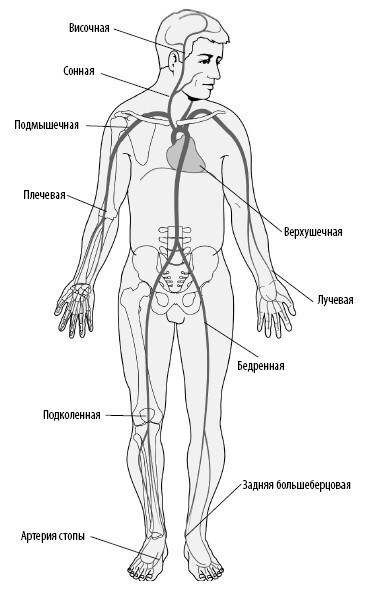 Взламывая анатомию