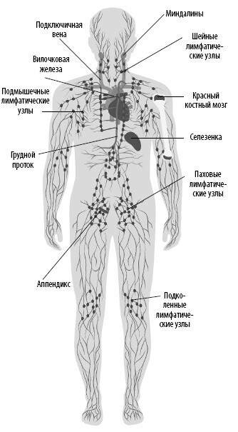 Взламывая анатомию